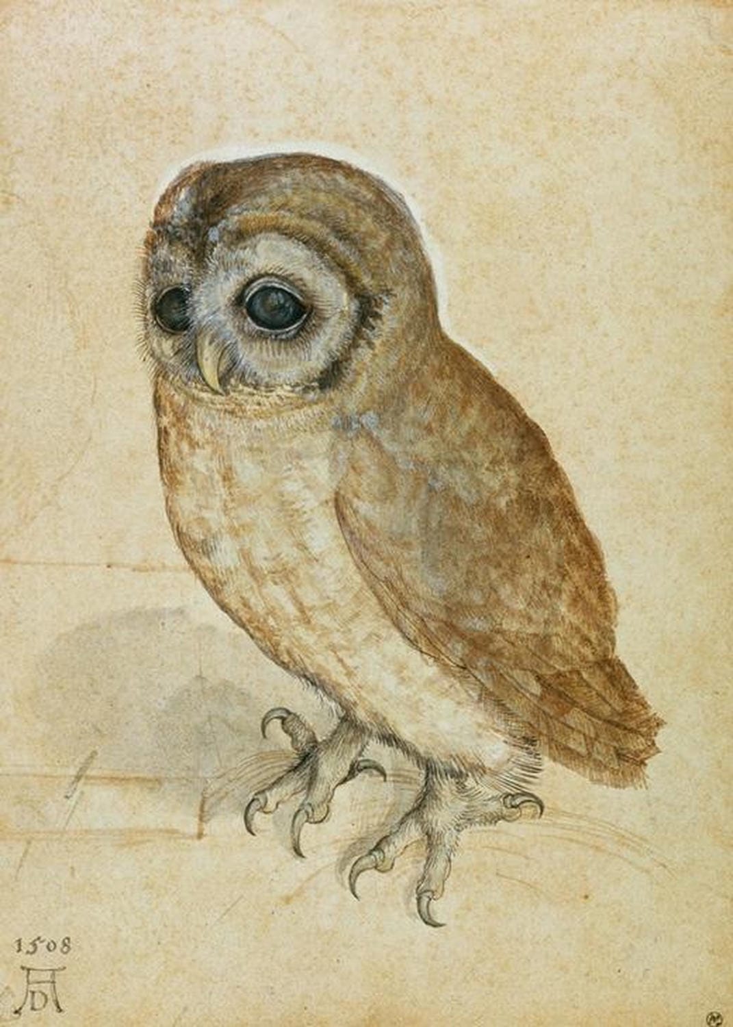 Kunstdruck „Käuzchen“ von Albrecht Dürer – naturgetreue Tierdarstellung der Renaissance in brillanter Reproduktion für Ihr Zuhause. Kunst mit historischer Tiefe und Präzision.