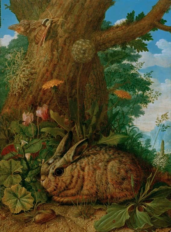 Ruhender Hase | Johann Adalbert Angermeyer