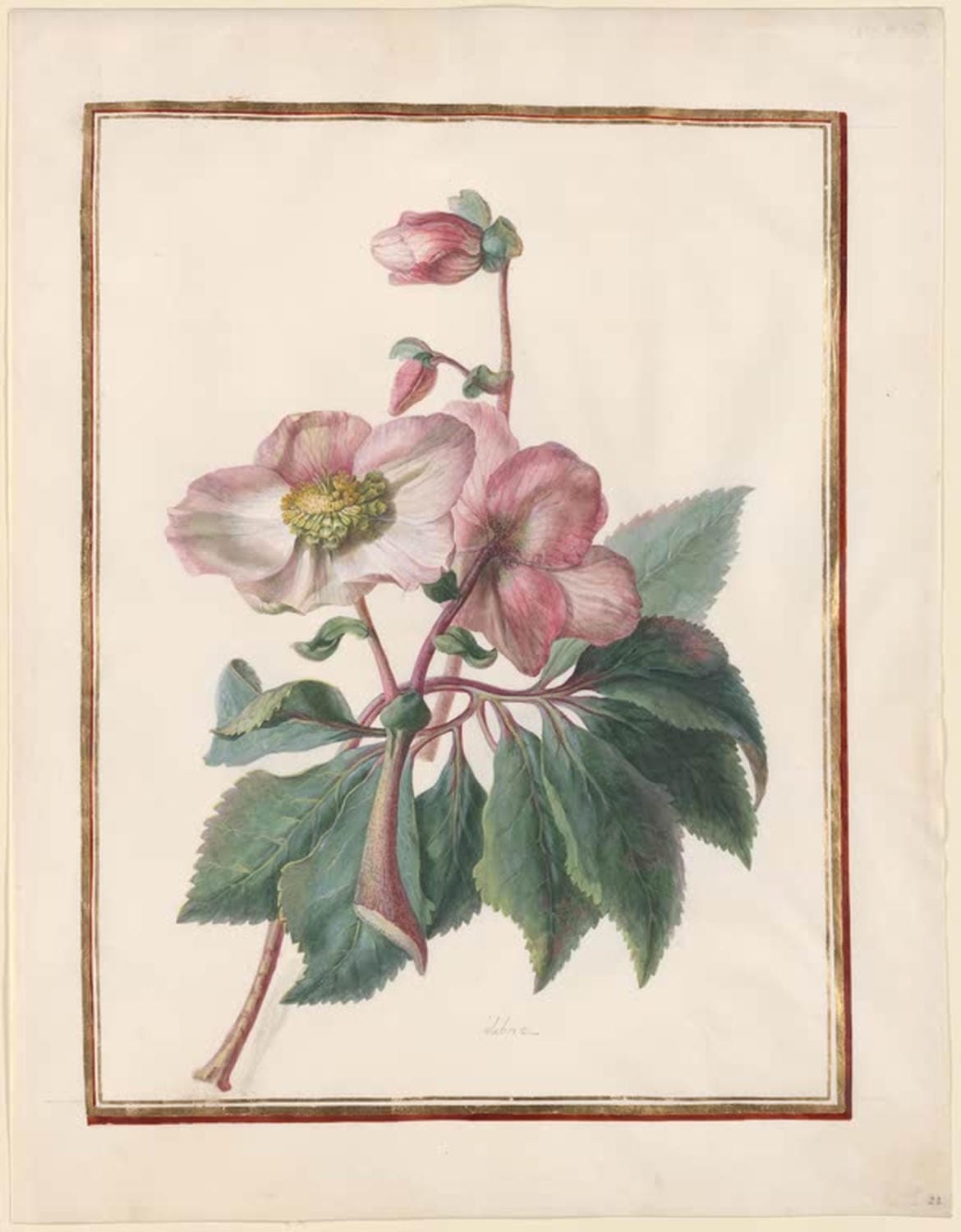 Die Schneerose (Helleborus niger) | Madeleine Françoise Basseporte