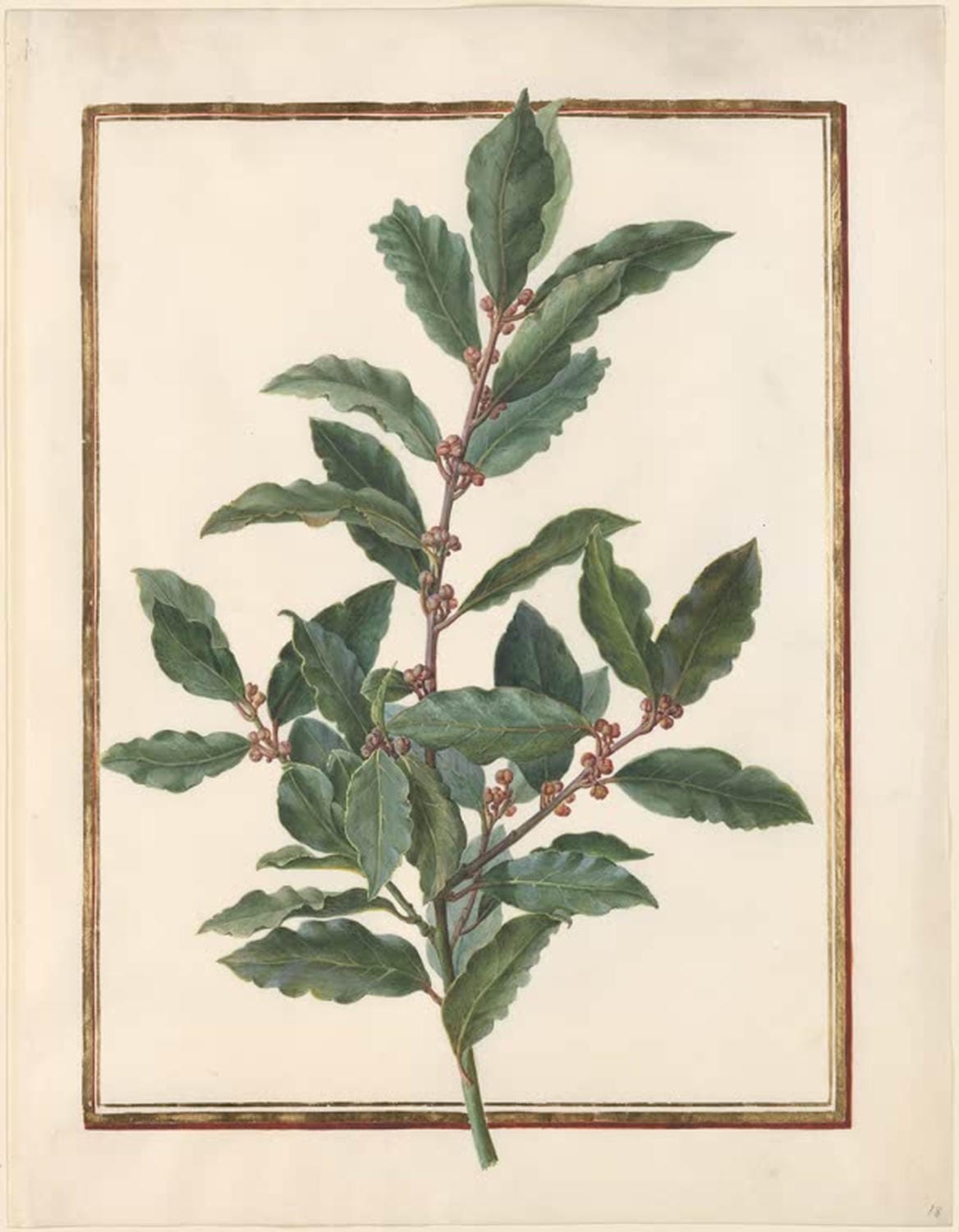 Echter Lorbeer (Laurus nobilis) | Madeleine Françoise Basseporte