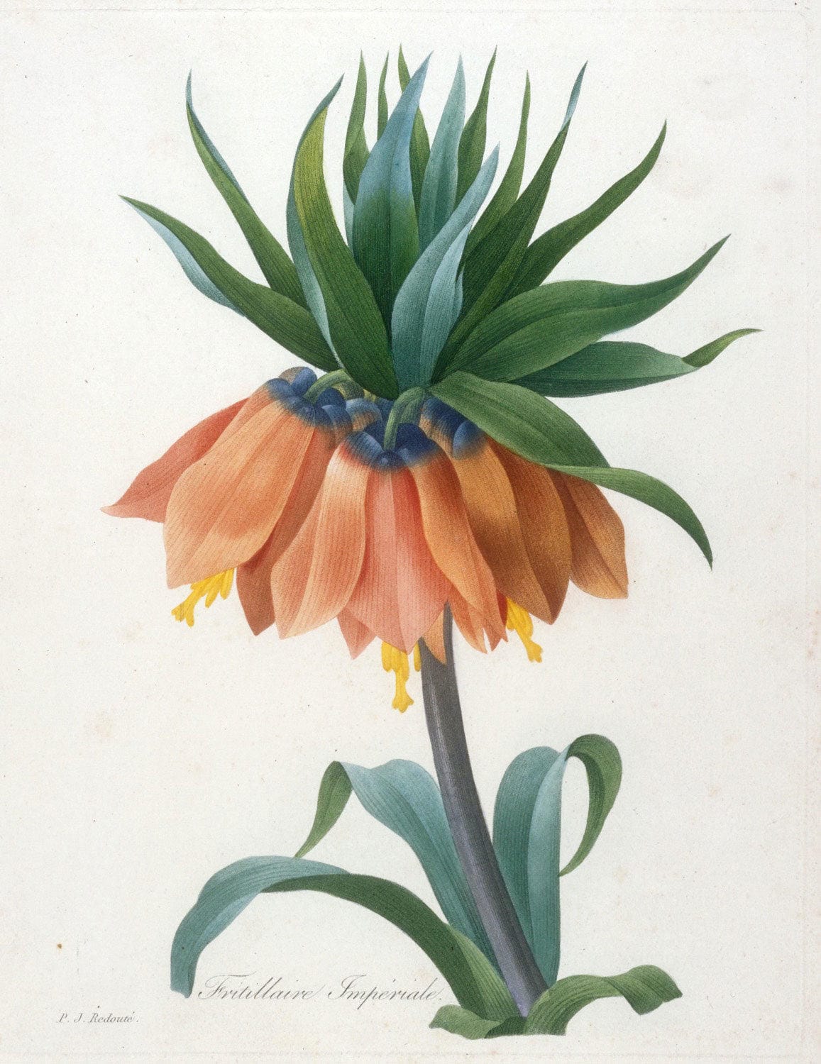 Botanische Illustration Fritillaire Imperiale von Pierre-Joseph Redouté mit leuchtend orangefarbenen Blüten und grünen Blättern.