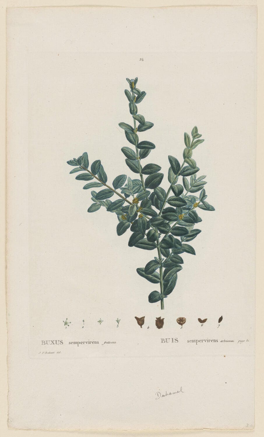 „Buxus Sempervirens Fruticosa (Box Tree)“ von Pierre Joseph Redoutézeigt detailreich einen immergrünen Buxusstrauch, der mit lebendigen Grüntönen und fein ausgearbeiteten Blättern meisterhaft zur Geltung kommt. Ein faszinierendes Naturbild, das die Schönheit der Pflanzenwelt widerspiegelt.