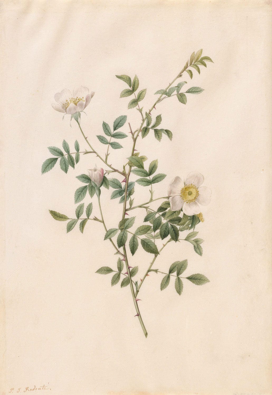 Der Kunstdruck „Heckenrose oder Hundsrose (Rosa Sepium Rosea)“ von Pierre-Joseph Redouté zeigt eine detaillierte Darstellung der zarten Wildrose. Die feinen Blütenblätter in einem sanften Rosa und die präzisen botanischen Details werden meisterhaft eingefangen, was die natürliche Schönheit und Eleganz der Blume betont.