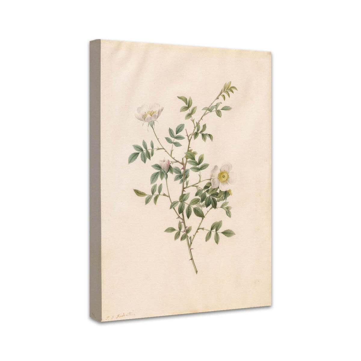 Heckenrose oder Hundsrose (Rosa Sepium Rosea) | Pierre-Joseph Redouté