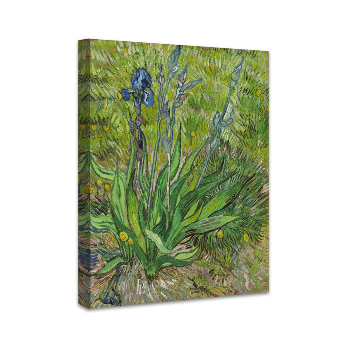 Iris | Vincent van Gogh