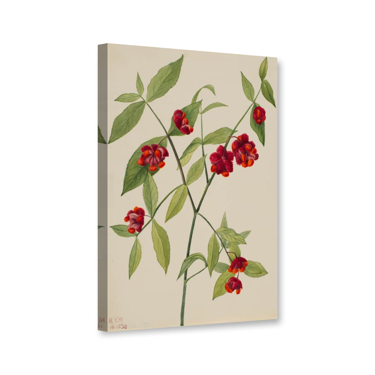 Amerikanischer Spindelstrauch, 1930 (Euonymus americanus) von Mary Vaux Walcott als Leinwand – Perspektivansicht