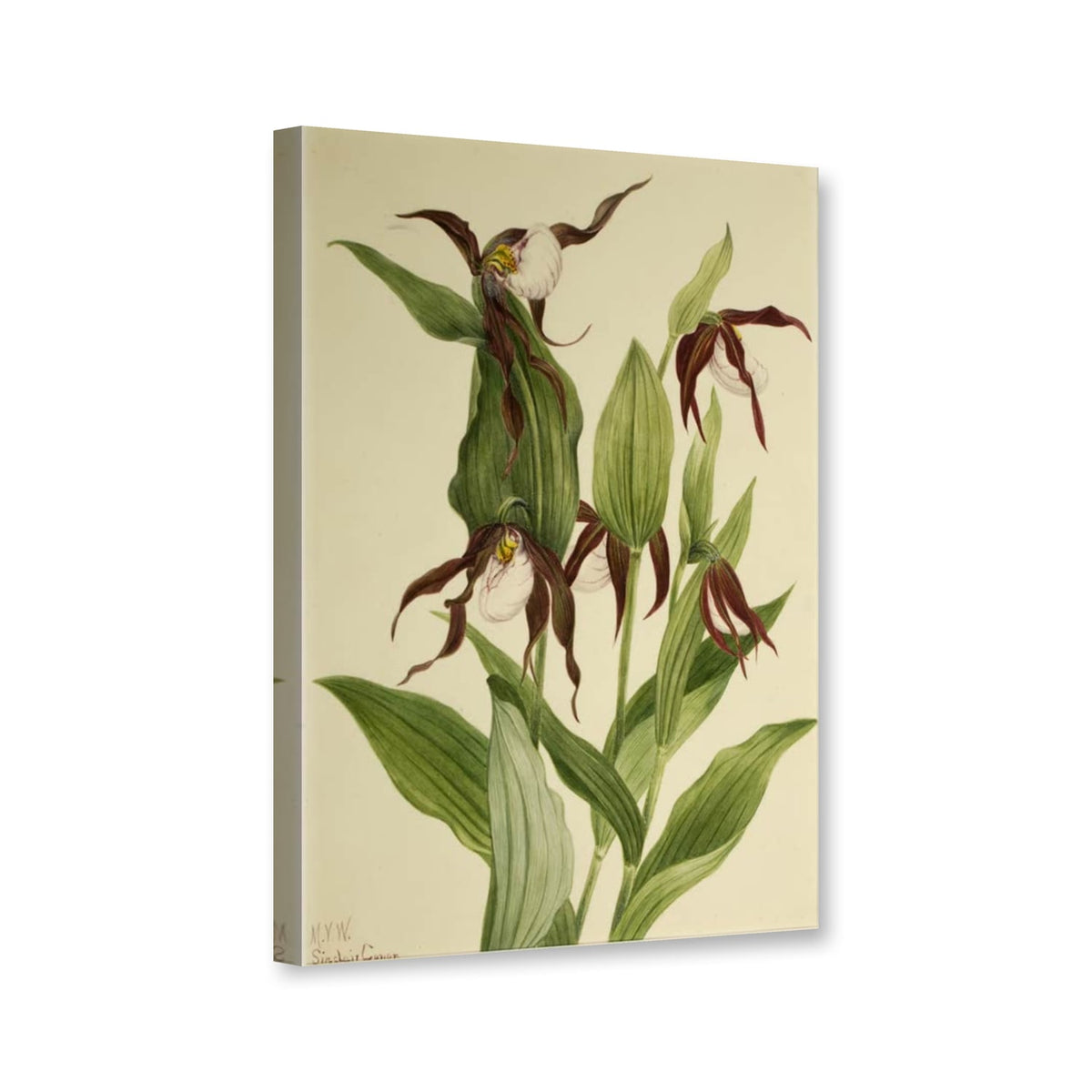 Berg-Frauenschuh (Cypripedium montanum) von Mary Vaux Walcott als Leinwand – Perspektivansicht