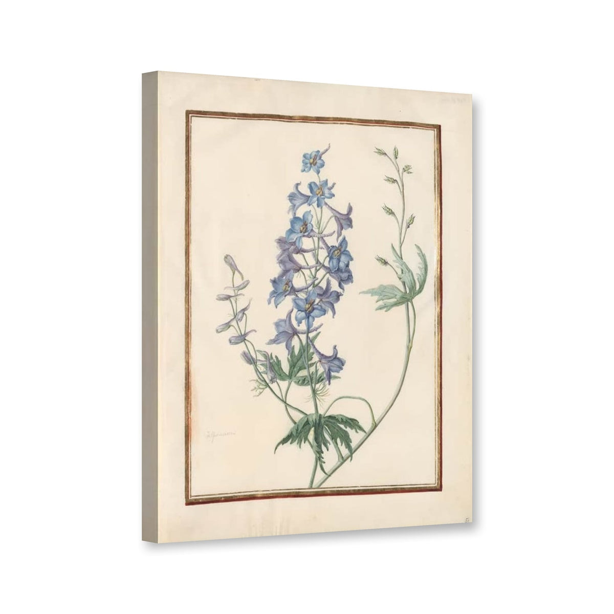 Blauer Rittersporn (Delphinium) von Madeleine Françoise Basseporte als Leinwand – Perspektivansicht