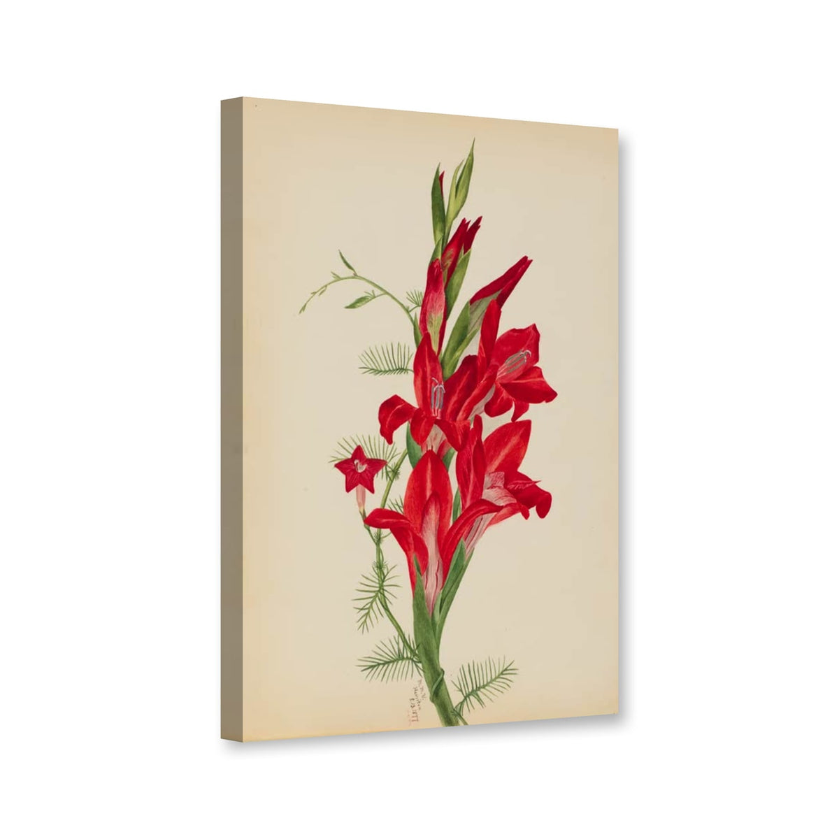 Blumenrohr und Sternwinde (Canna species und Ipomoea quamoclit) von Mary Vaux Walcott als Leinwand – Perspektivansicht