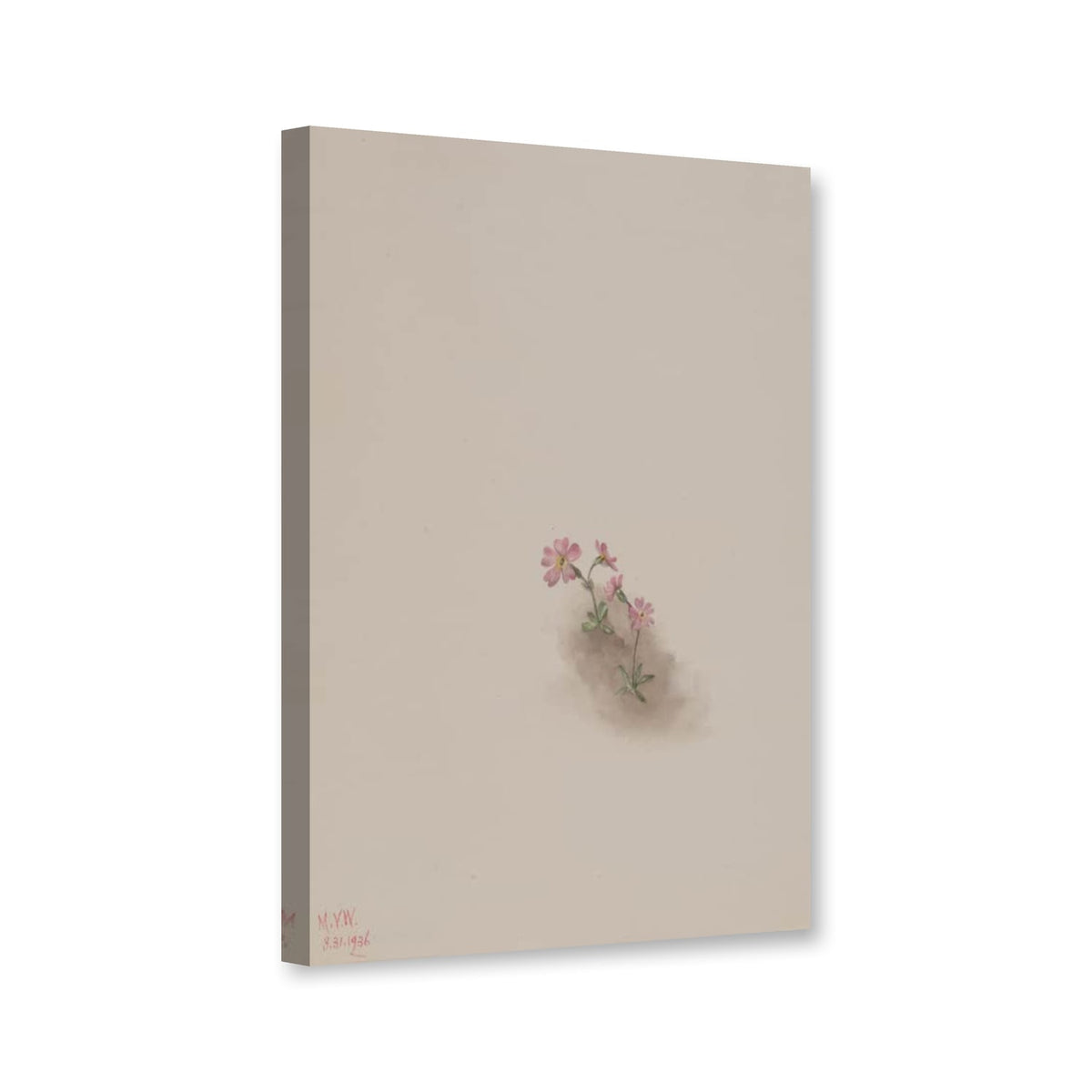 Blumenstudie, kleine rosa Blüten auf Erdfleck, 1936 von Mary Vaux Walcott als Leinwand – Perspektivansicht