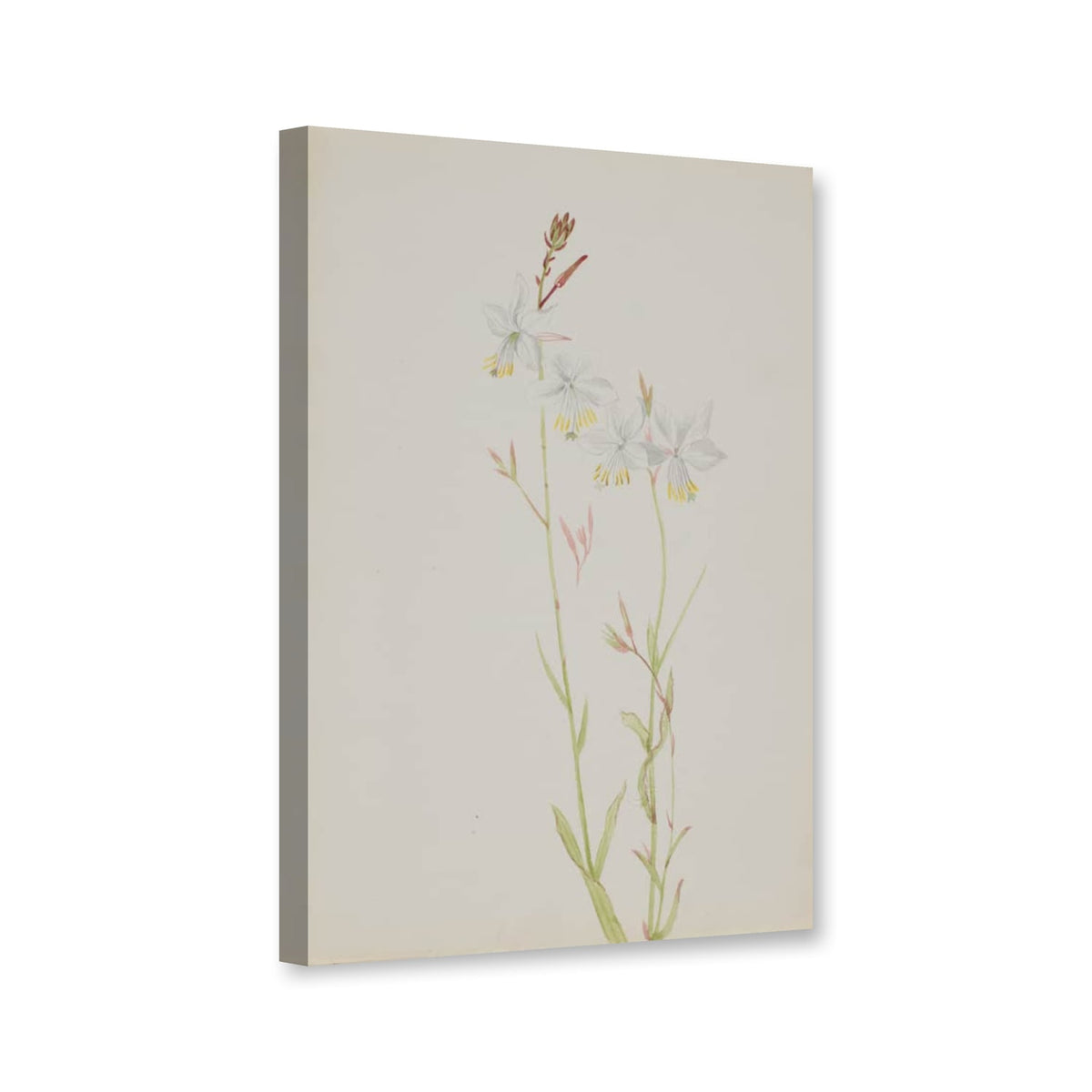 Blumenstudie mit weißen Blüten und gelben Staubgefäßen von Mary Vaux Walcott als Leinwand – Perspektivansicht