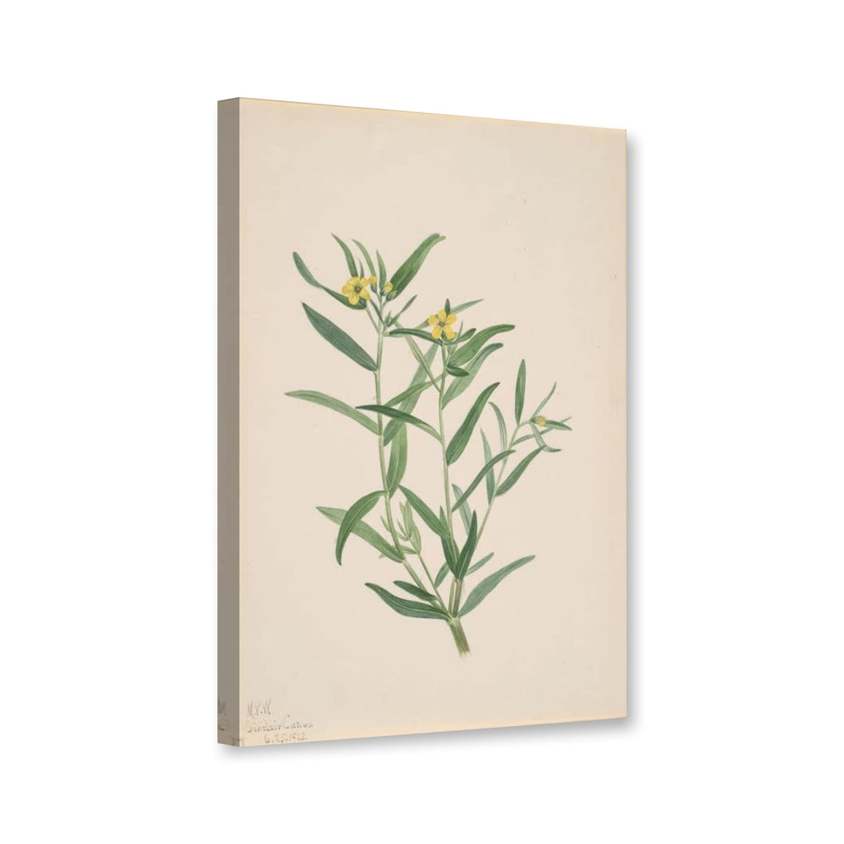 Blütenstudie mit gelben Blüten, 1923 von Mary Vaux Walcott als Leinwand – Perspektivansicht