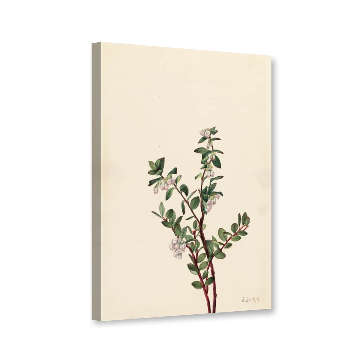 Buchsblättrige Harzbeere (Gaylussacia brachycera) von Mary Vaux Walcott als Leinwand – Perspektivansicht
