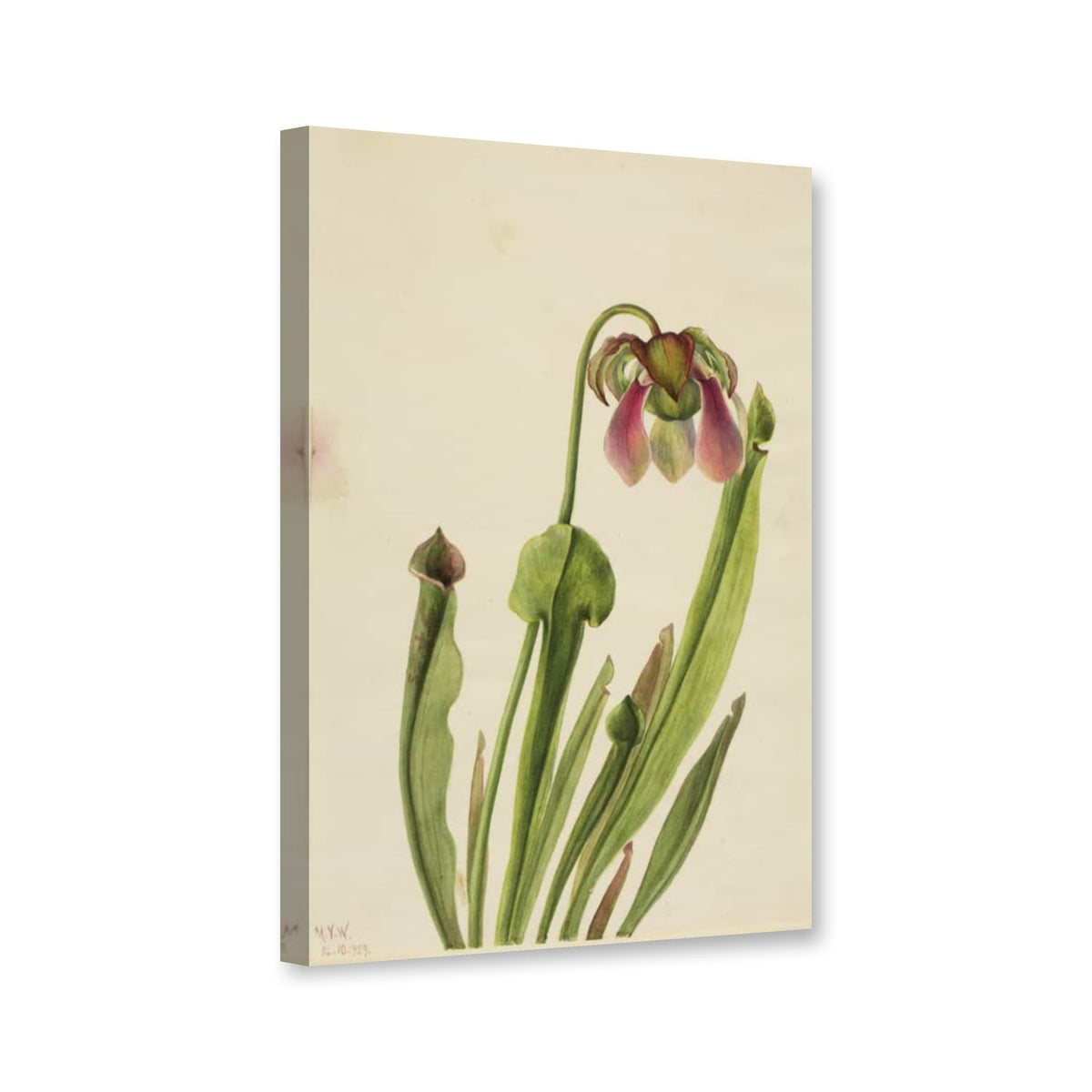Catesby-Schlauchpflanze (Sarracenia catesaei) von Mary Vaux Walcott als Leinwand – Perspektivansicht