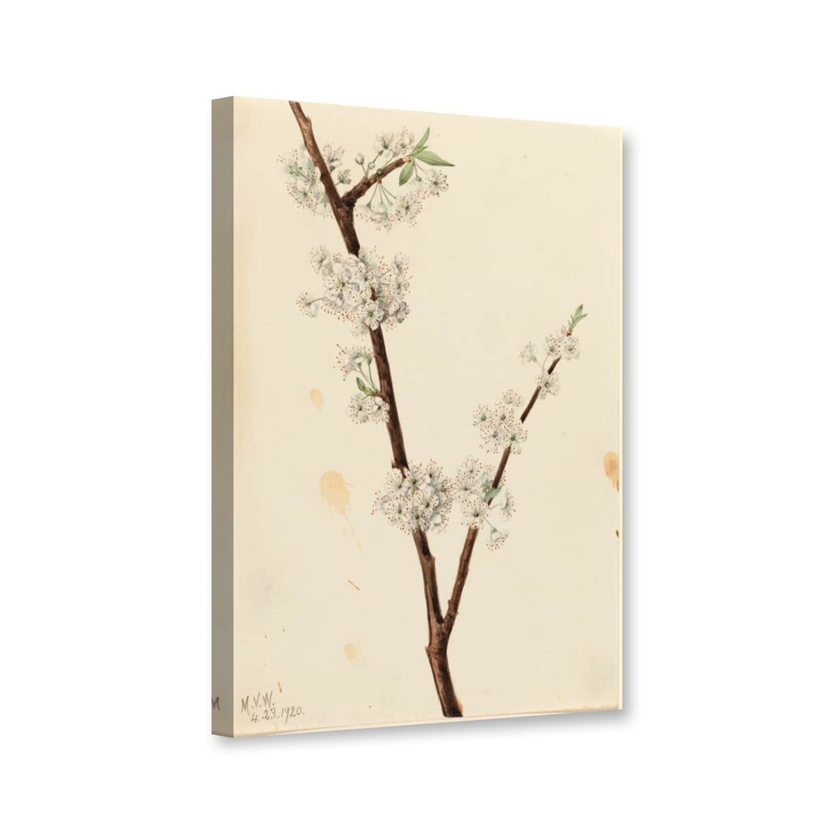 Chickasaw-Pflaume (Prunus angustifolia) von Mary Vaux Walcott als Leinwand – Perspektivansicht