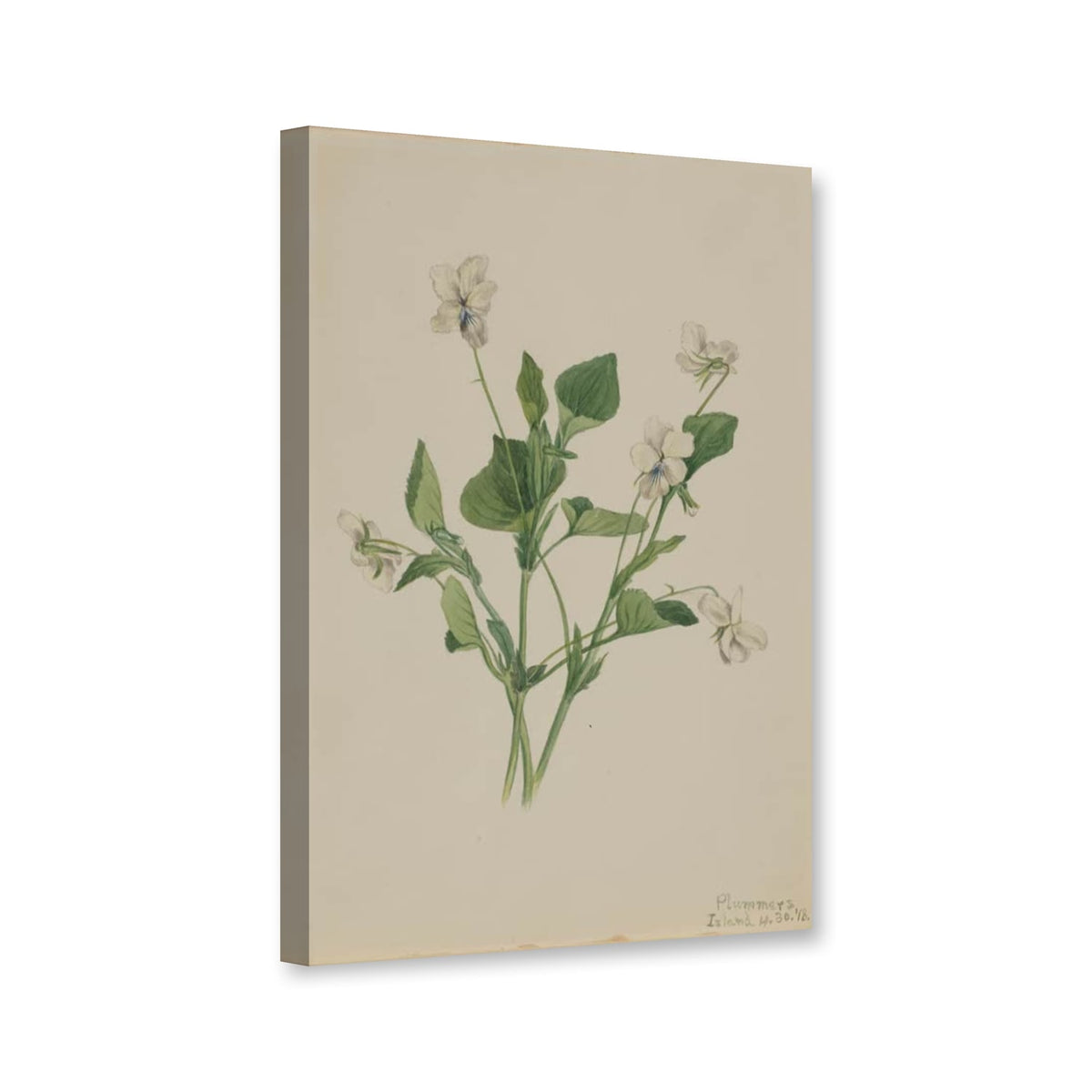 Cremefarbenes Veilchen (Viola striata) von Mary Vaux Walcott als Leinwand – Perspektivansicht