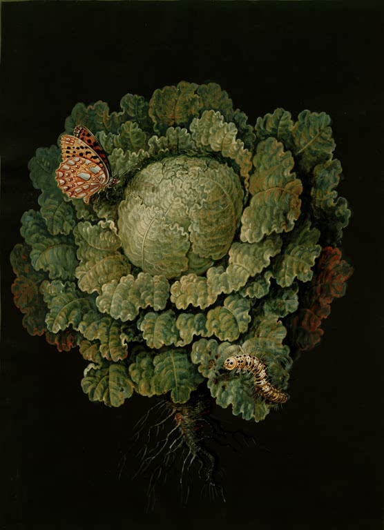 Botanik: Wirsing – Brassica oleracea