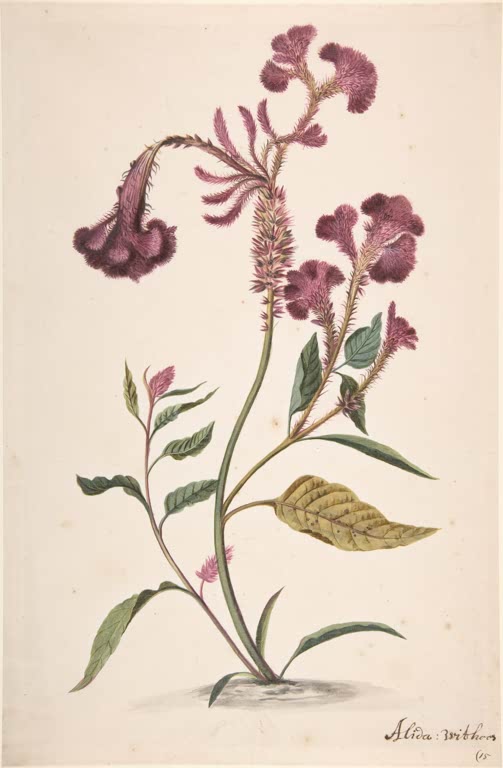 Study of a Hanekam (Celosia argentea)
