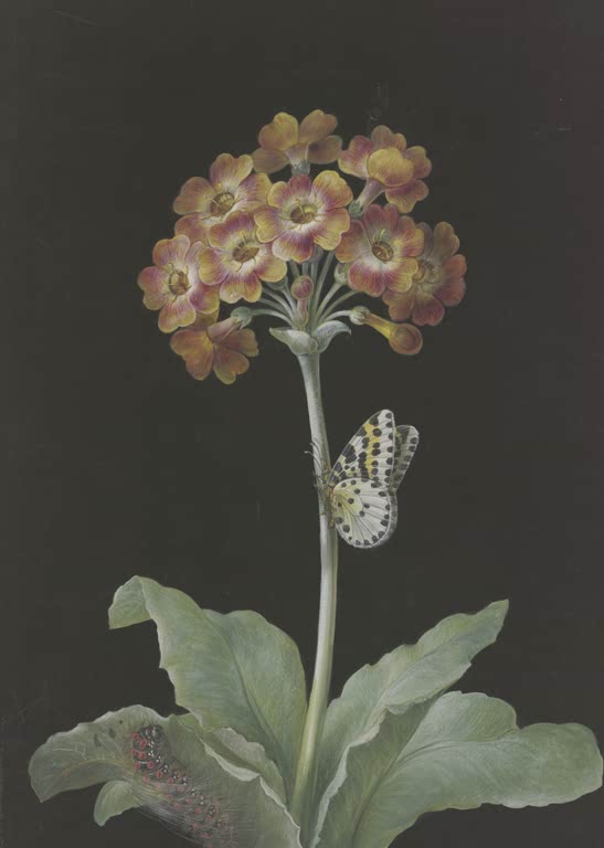 Orangerote Akelei