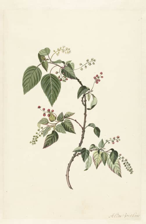 Nandina