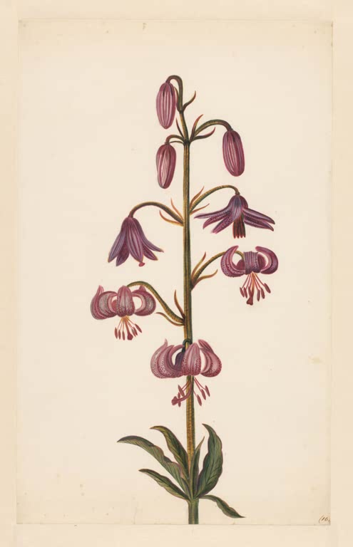 Martagon Lily (Lilium martagon)