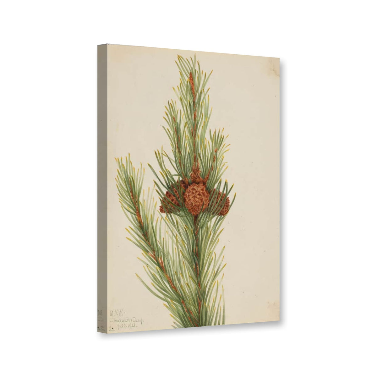 Drehkiefer (Pinus contorta murrayana) von Mary Vaux Walcott als Leinwand – Perspektivansicht