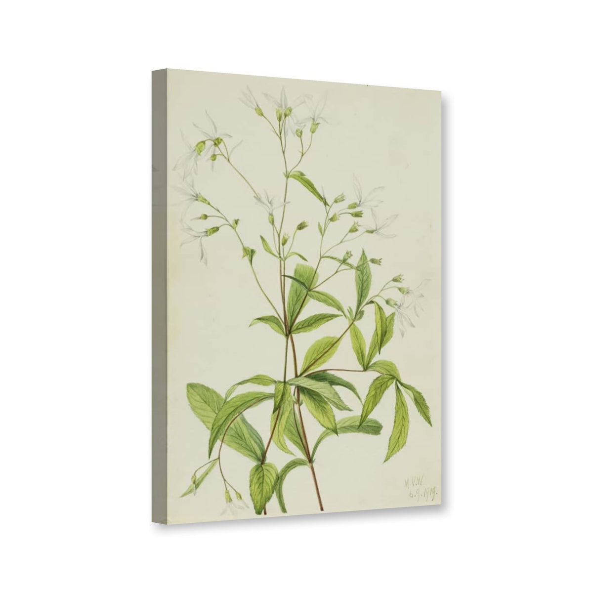 Dreiblättrige Gillenie (Porteranthus trifoliatus) von Mary Vaux Walcott als Leinwand – Perspektivansicht
