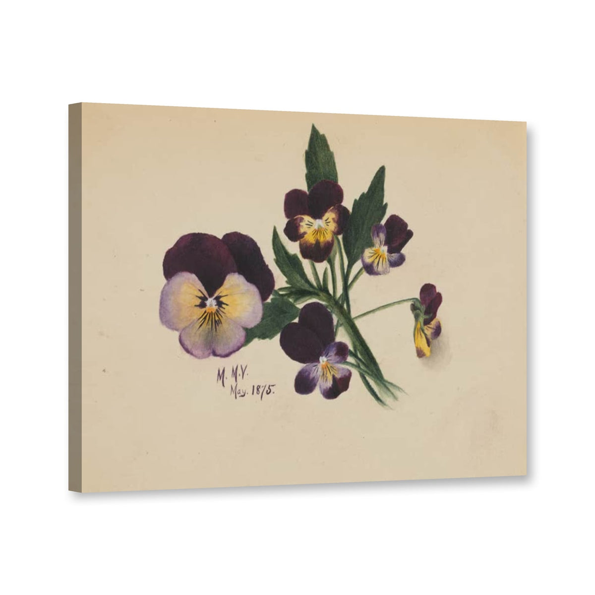 Dunkle Stiefmütterchen mit gelbem Auge, 1875 von Mary Vaux Walcott als Leinwand – Perspektivansicht