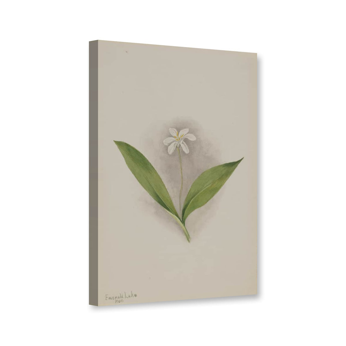 Einblütige Clintonie, 1902 (Clintonia uniflora) von Mary Vaux Walcott als Leinwand – Perspektivansicht