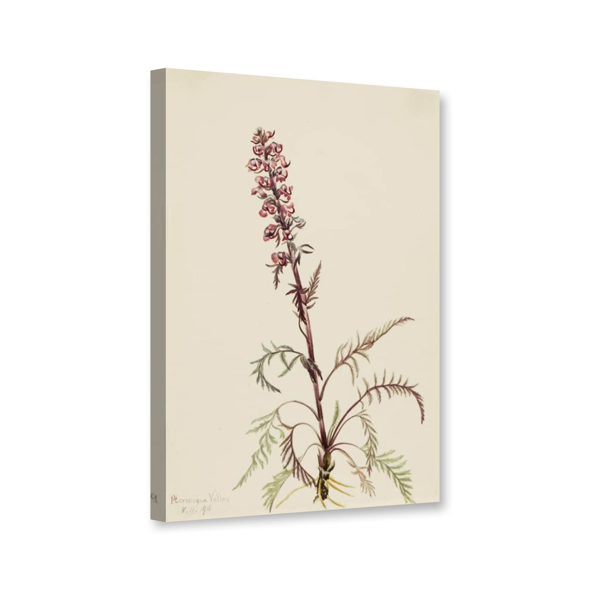 Elefantenkopf-Läusekraut (Pedicularis groenlandica) von Mary Vaux Walcott als Leinwand – Perspektivansicht