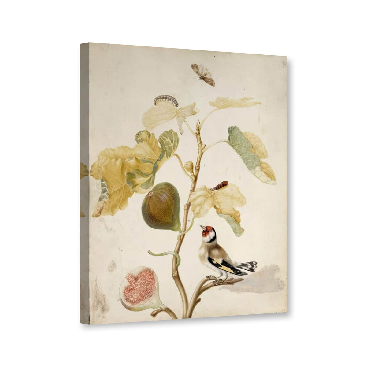 Feigenzweig mit Stieglitz, Raupe und Eulenfalter von Maria Sibylla Merian als Leinwand – Perspektivansicht