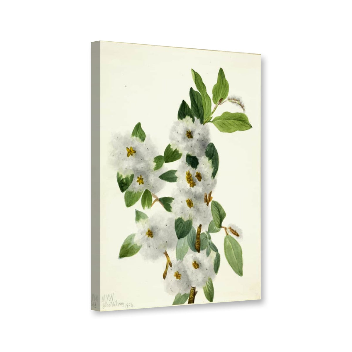 Felsen-Weide (Salix vestita) von Mary Vaux Walcott als Leinwand – Perspektivansicht