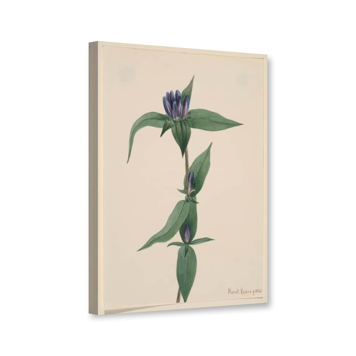 Flaschen-Enzian, 1905 (Gentiana saponaria) von Mary Vaux Walcott als Leinwand – Perspektivansicht