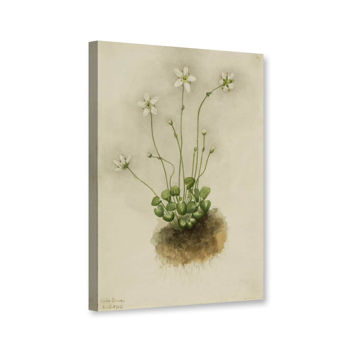 Gefranstes Herzblatt (Parnassia fimbriata) von Mary Vaux Walcott als Leinwand – Perspektivansicht
