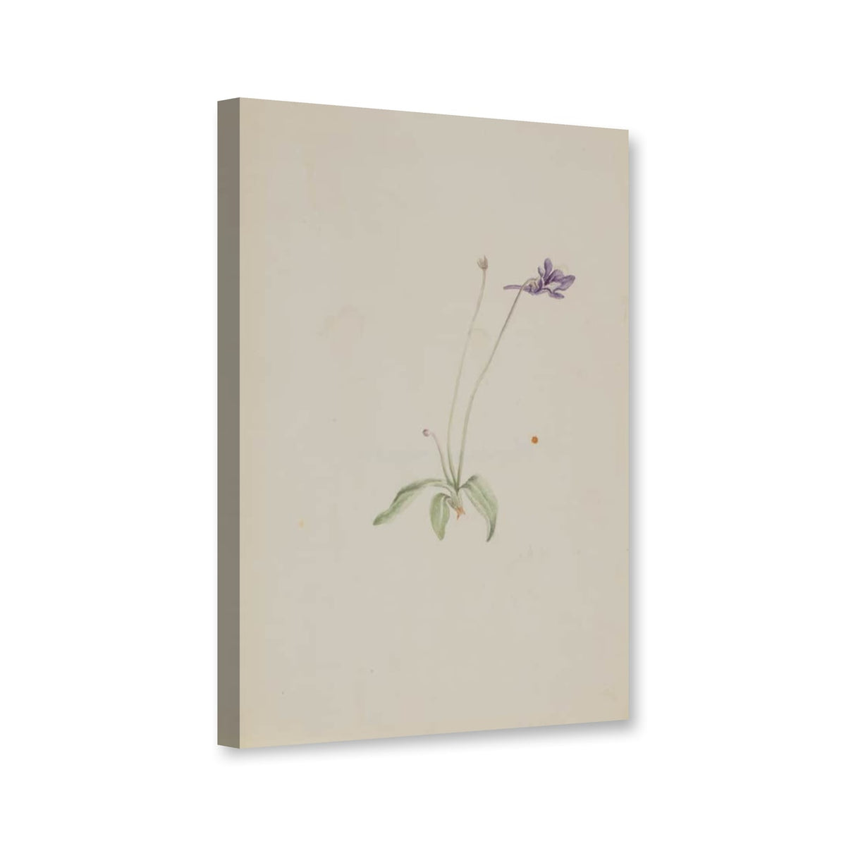 Gemeines Fettkraut (Pinguicula vulgaris) von Mary Vaux Walcott als Leinwand – Perspektivansicht