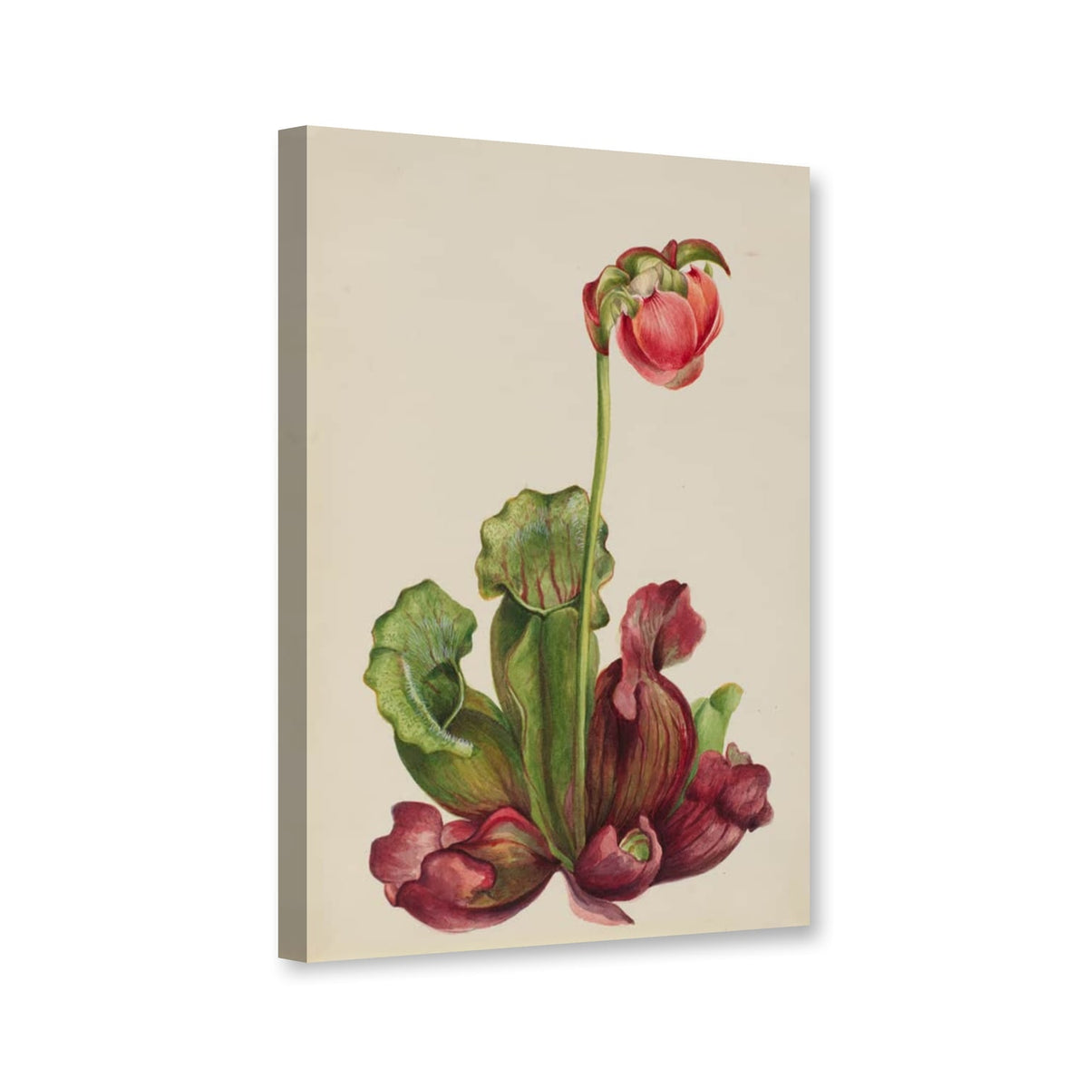 Gewöhnliche Schlauchpflanze (Sarracenia purpurea var. venosa) von Mary Vaux Walcott als Leinwand – Perspektivansicht