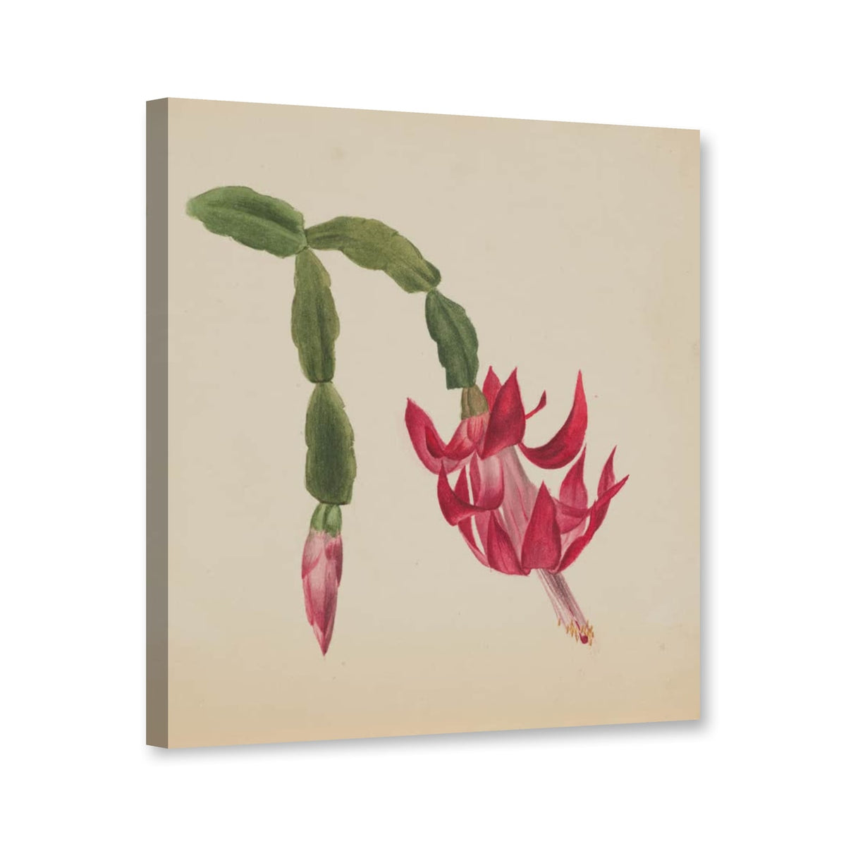 Gliederkaktus mit roter Blüte, 1878 von Mary Vaux Walcott als Leinwand – Perspektivansicht
