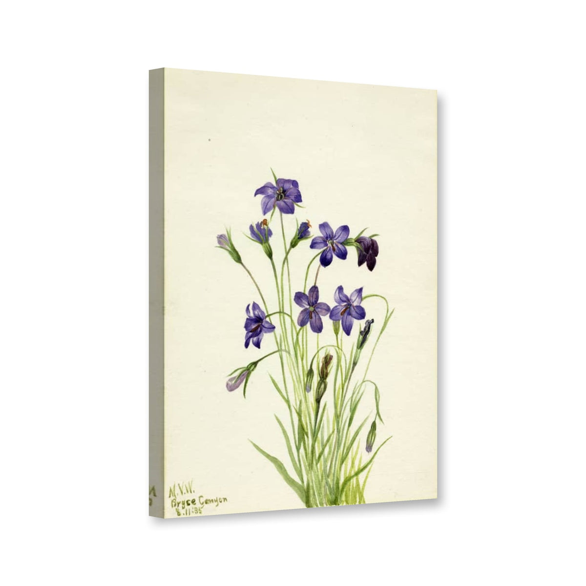 Glockenblume (Campanula) von Mary Vaux Walcott als Leinwand – Perspektivansicht