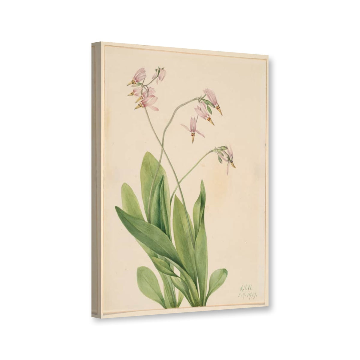 Götterblume (Dodecatheon meadia) von Mary Vaux Walcott als Leinwand – Perspektivansicht