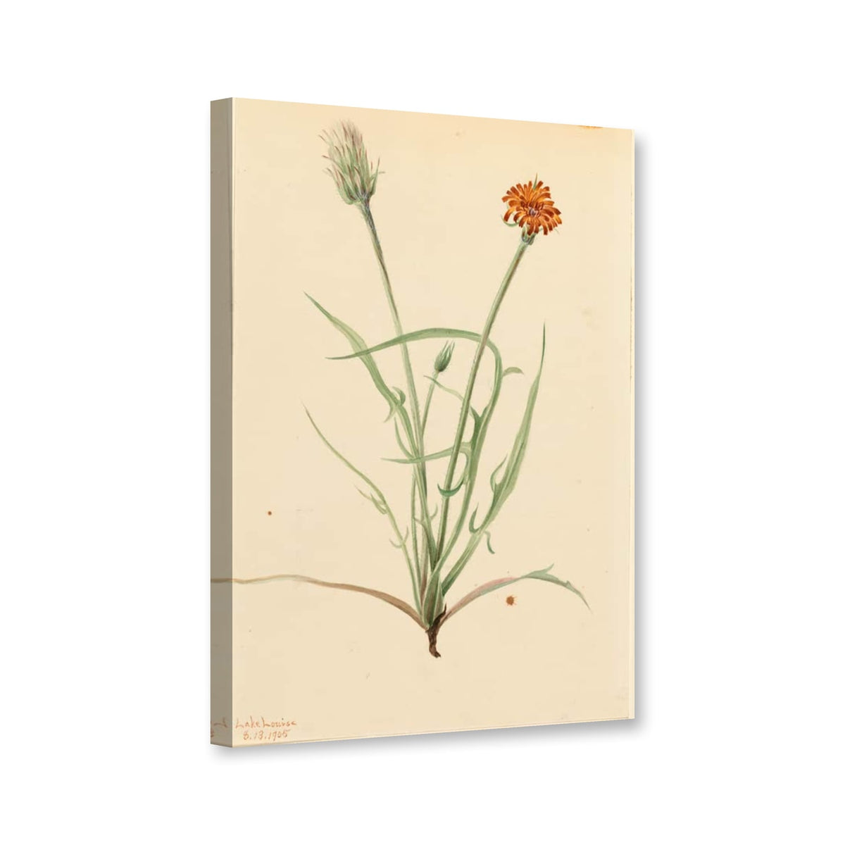 Grasblättrige Agoseris (Agoseris graminifolia) von Mary Vaux Walcott als Leinwand – Perspektivansicht