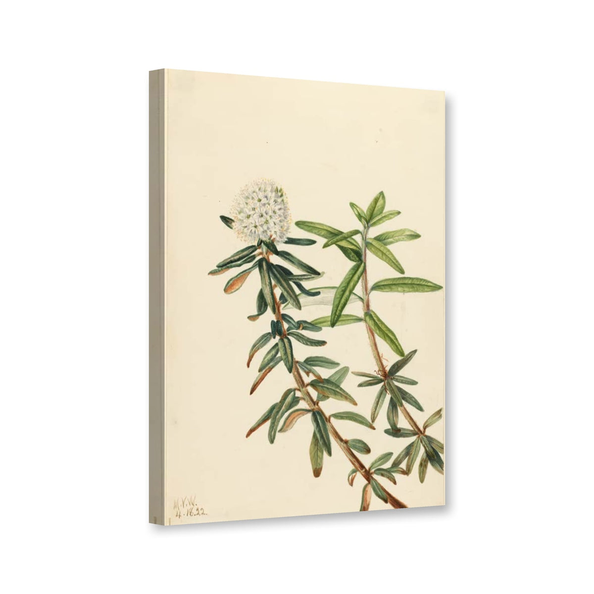 Grönländischer Porst, blühender Zweig (Ledum groenlandicum) von Mary Vaux Walcott als Leinwand – Perspektivansicht
