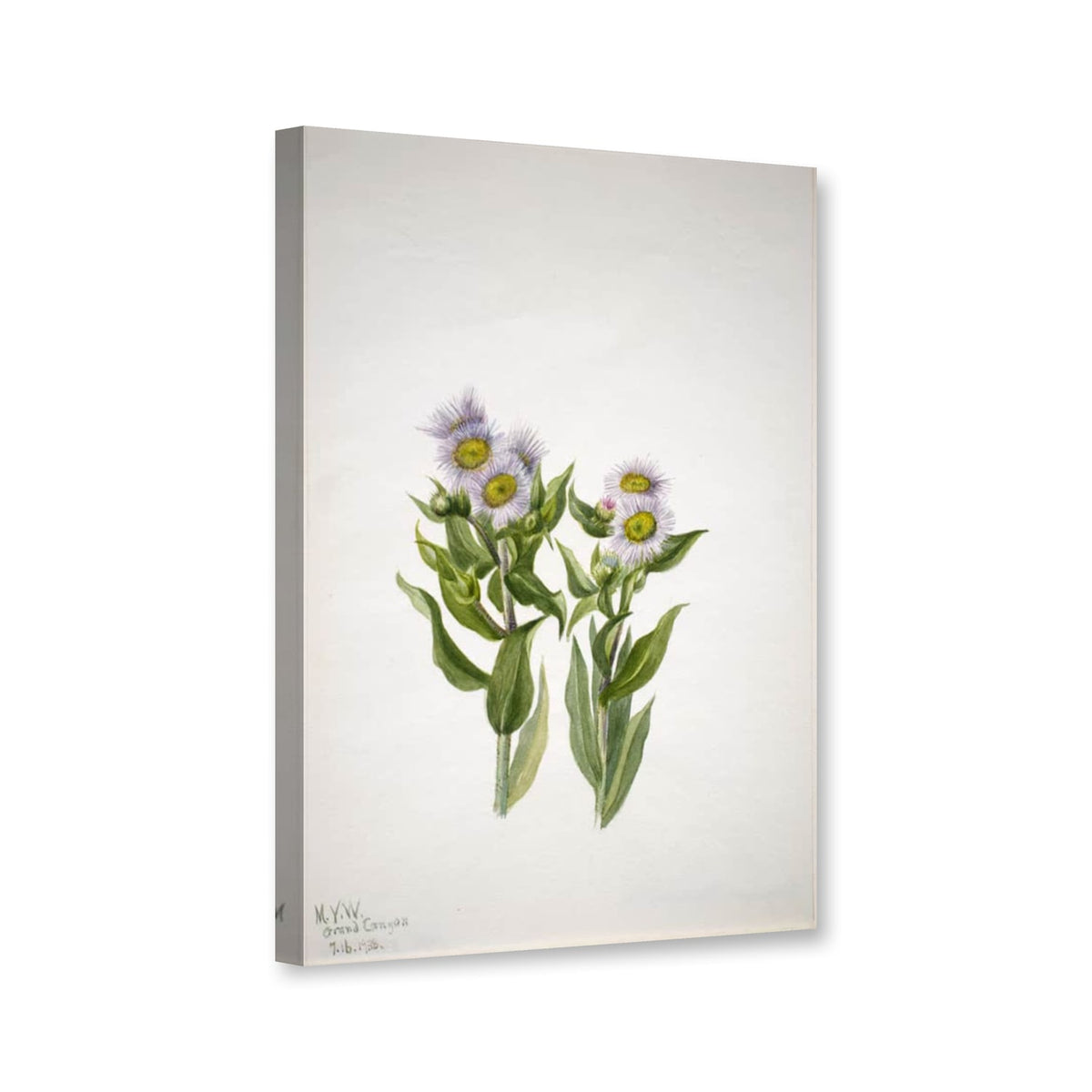 Großblütiges Berufkraut (Erigeron macranthus) von Mary Vaux Walcott als Leinwand – Perspektivansicht