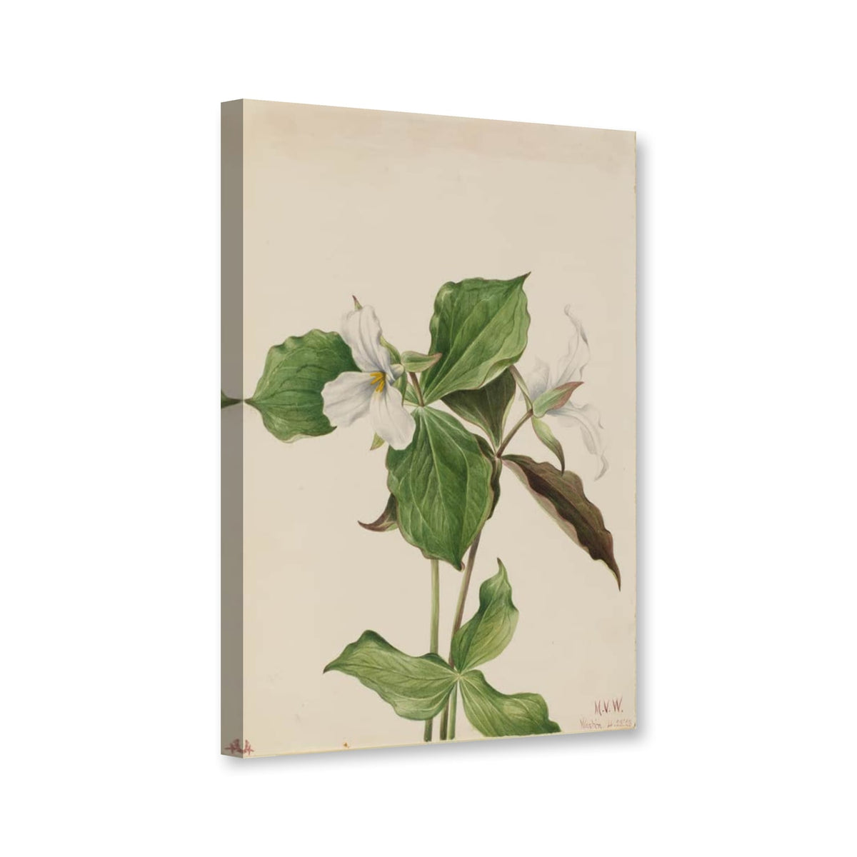 Großblütiges Dreiblatt (Trillium grandiflorum) von Mary Vaux Walcott als Leinwand – Perspektivansicht
