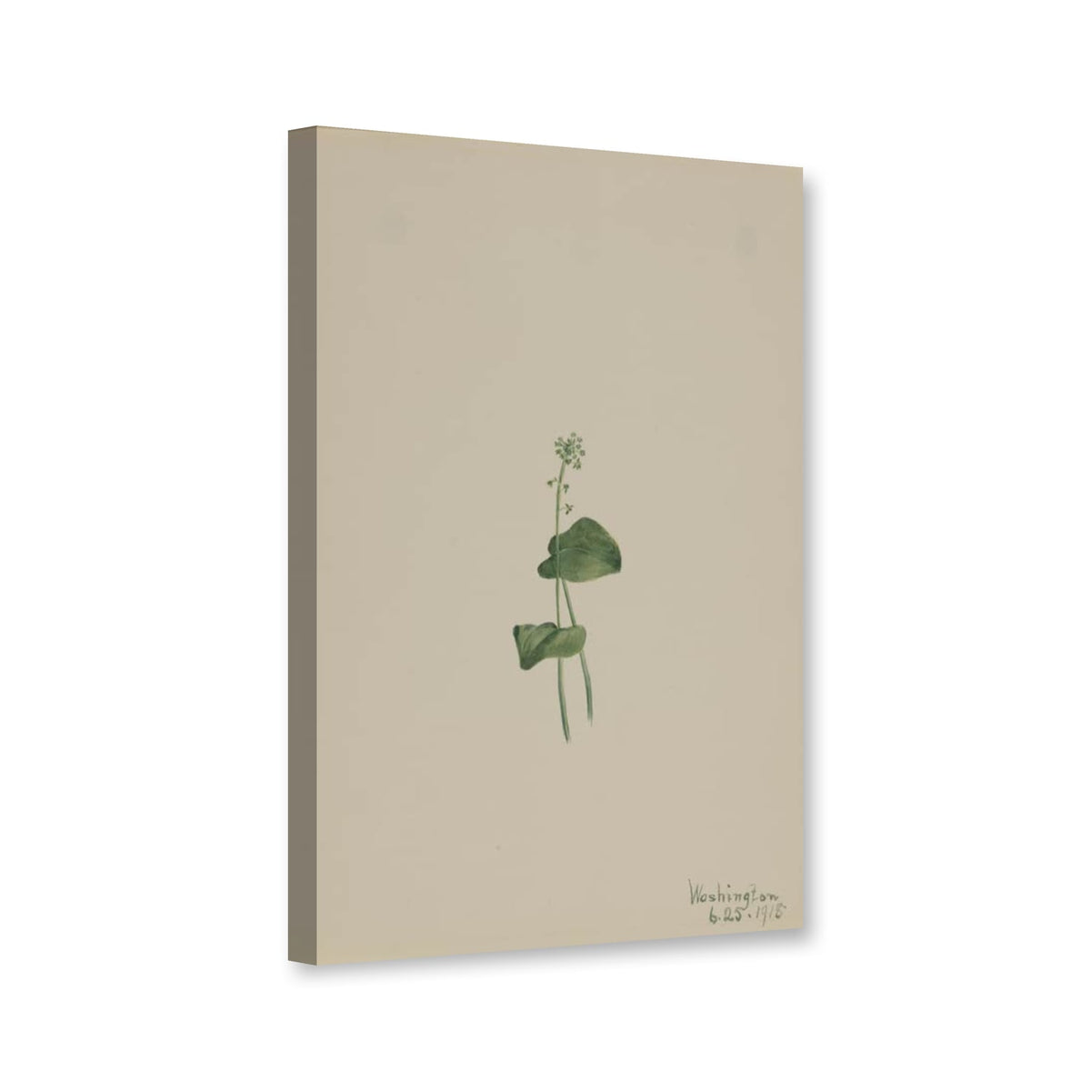 Grüne Weichwurz (Malaxis unifolia) von Mary Vaux Walcott als Leinwand – Perspektivansicht