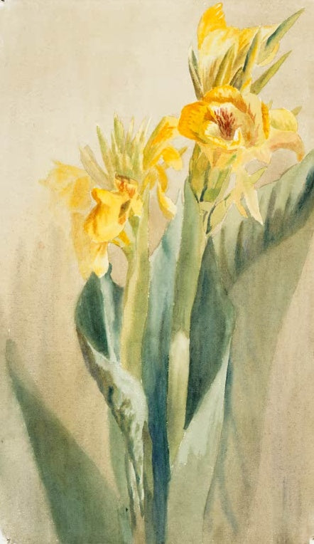Hannah Borger Overbeck Canna Kunstkopie, gelbe Blumenrohr-Blüten mit großen grünen Blättern vor hellem Grund
