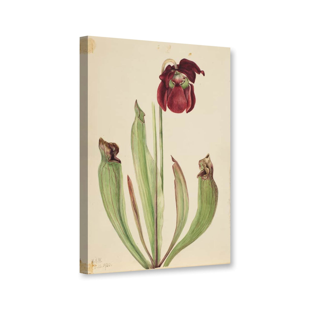 Hybride Schlauchpflanze (Sarracenia rubra × purpurea venosa) von Mary Vaux Walcott als Leinwand – Perspektivansicht