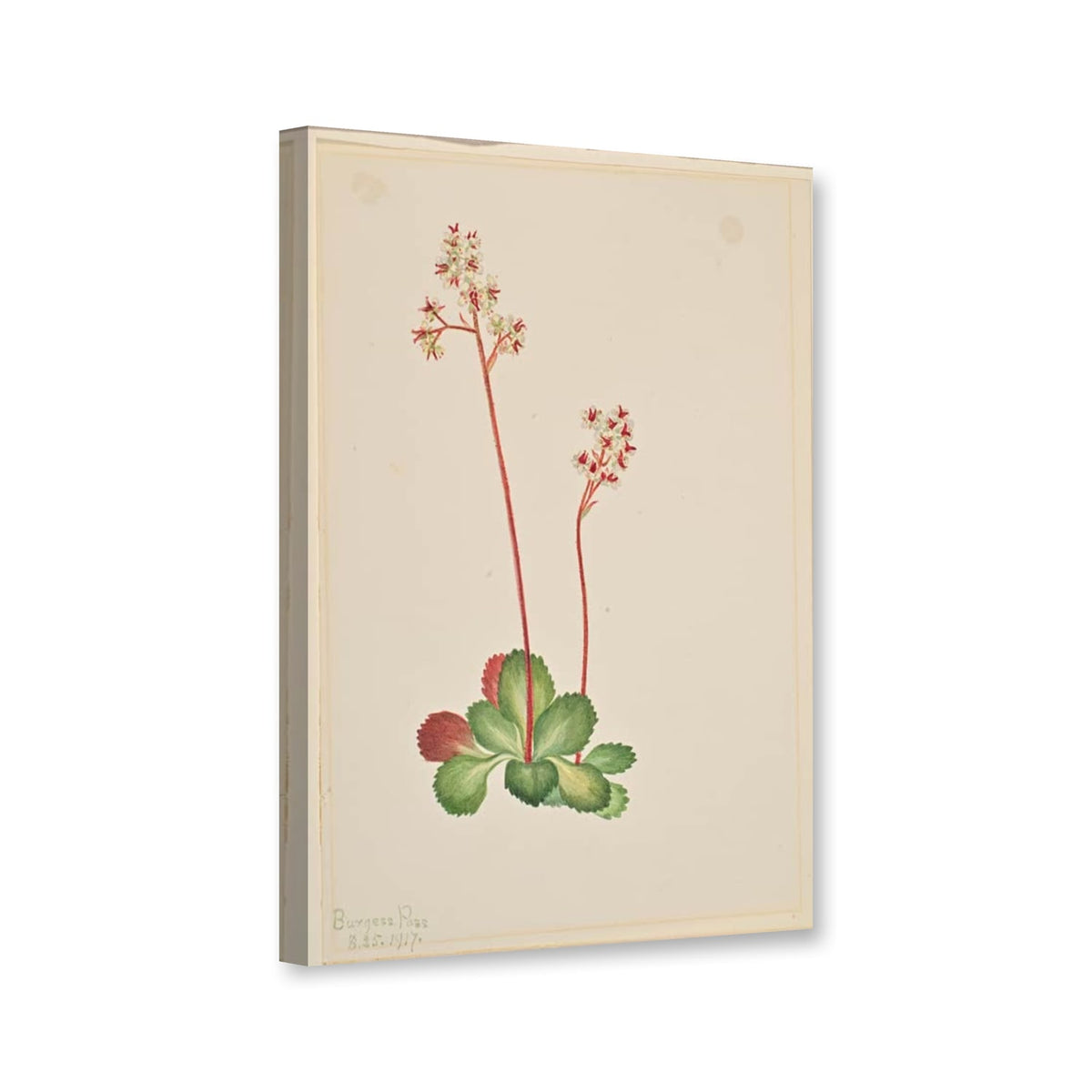 Immergrüner Steinbrech (Leptarrhena pyrolifolia) von Mary Vaux Walcott als Leinwand – Perspektivansicht