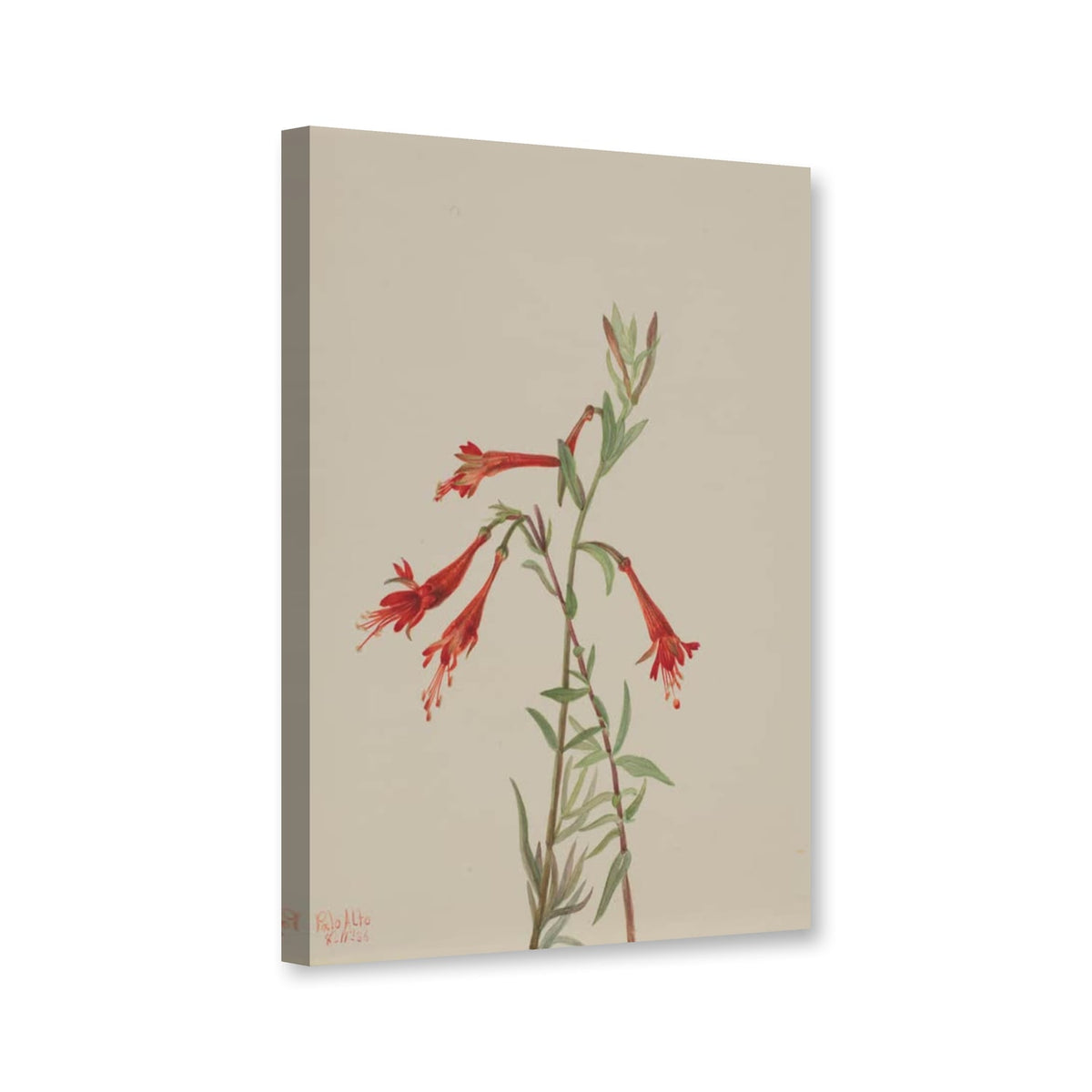 Kalifornische Fuchsie (Zauschneria californica) von Mary Vaux Walcott als Leinwand – Perspektivansicht