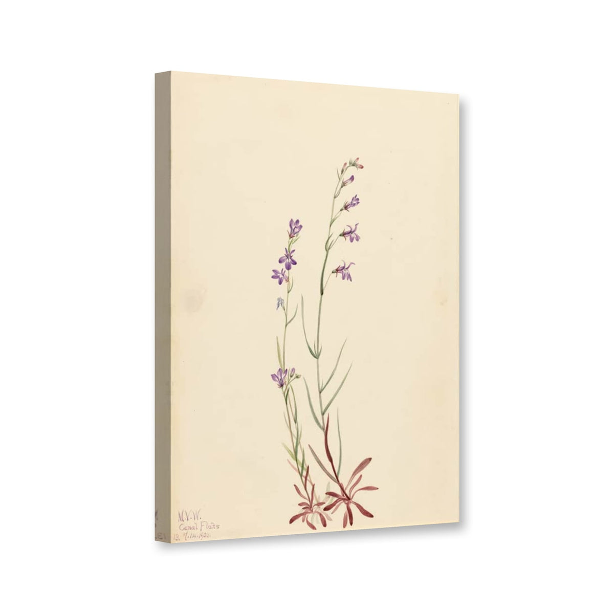 Kalms Lobelie, 1923 (Lobelia kalmii) von Mary Vaux Walcott als Leinwand – Perspektivansicht