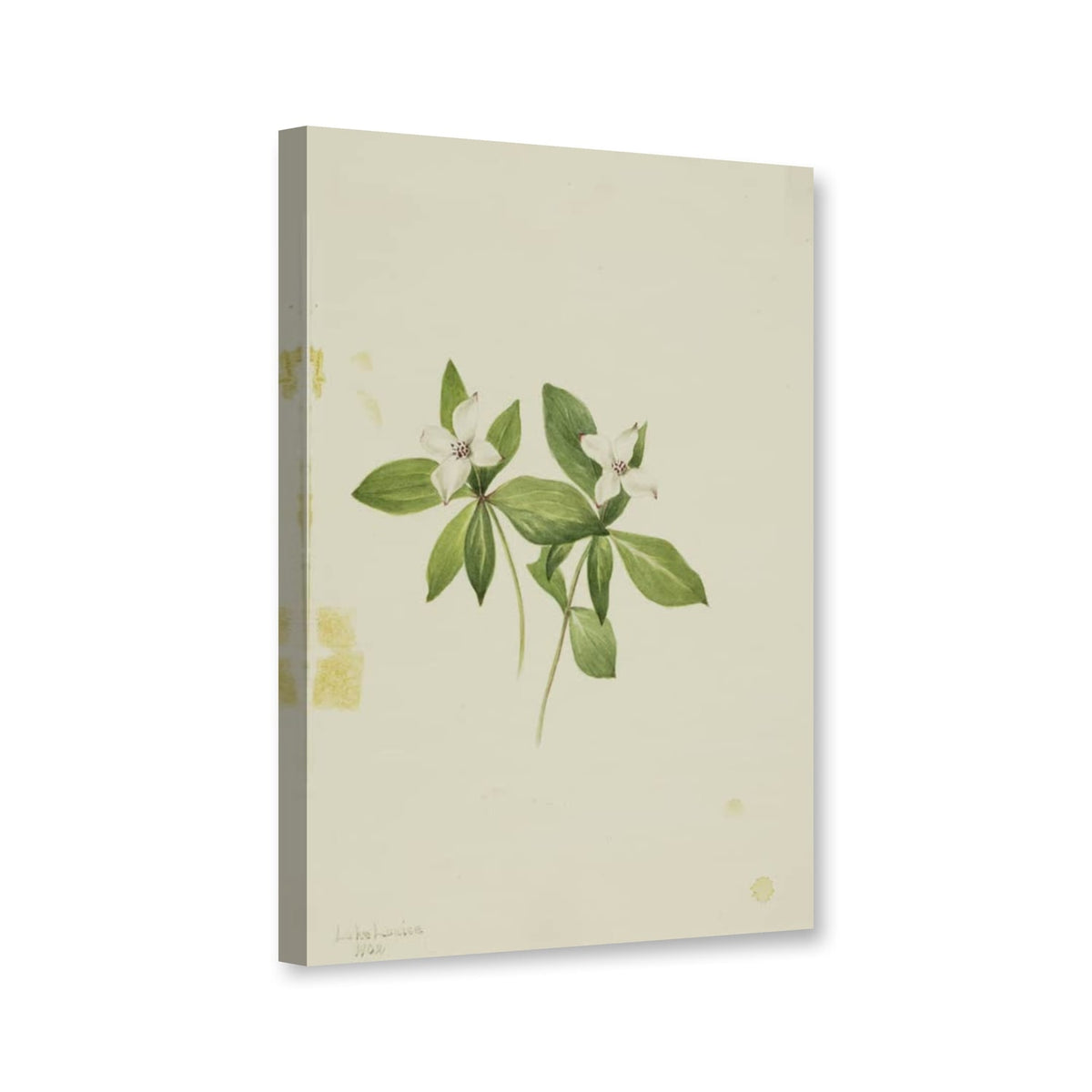 Kanadischer Hartriegel (Cornus canadensis) von Mary Vaux Walcott als Leinwand – Perspektivansicht